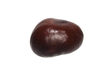 chestnut isolated on white background