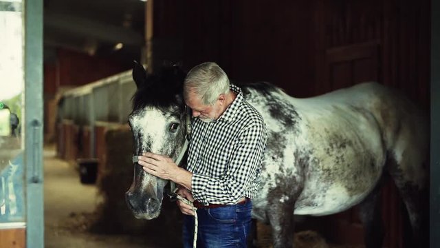 A senior man standing close to a horse in a stable, holding it.