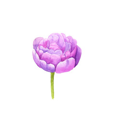 Watercolor illustration sketch of pink tulip flower on white background. Could be used as decoration for web design, cosmetics design, package, textile