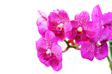 Obraz premium beautiful blooming purple orchid flower isolated on white background.