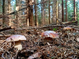 Borowik x3  © Mariusz J