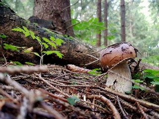 Borowik szlachetny © Mariusz J
