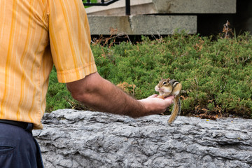 Chipmunk scored a full mouth of hazelnuts