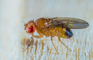 a small fruit fly runs over a table