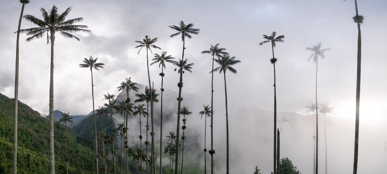 Hills and tall wax palm trees in the Cocora Valley near Salento, Colombia