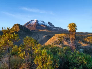 Fototapeten Volcano Tolima in Los Nevados National Park with beatyful vegetation frailejones (Espeletia), Colombia © iferol