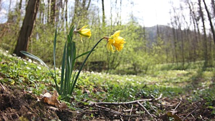 Narcyz żonkil © Mariusz J