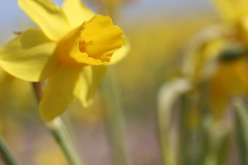 Field of yellow daffodils