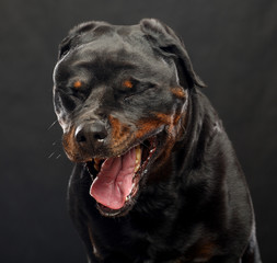 Obraz premium Rottweiler Dog Isolated on Black Background in studio