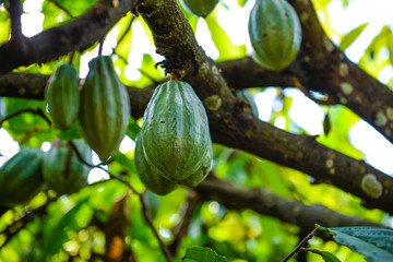 green cocoa