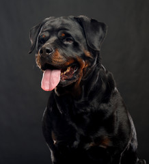 Obraz premium Rottweiler Dog Isolated on Black Background in studio