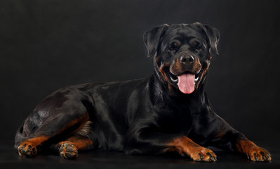 Fototapeta premium Rottweiler Dog Isolated on Black Background in studio
