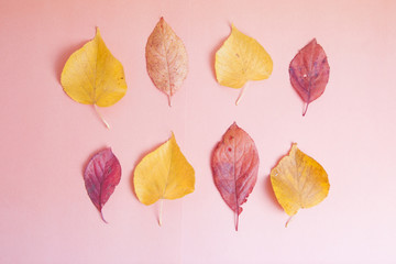 Autumn red and yellow leaves background with copy space. Fall concept. Top view.