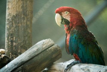Red, green and blue is a large parrot sitting on a tree. 