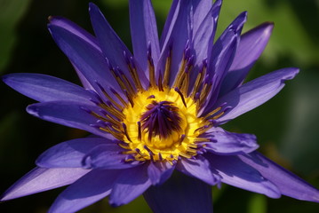 Seerosenblüte violett lila 03