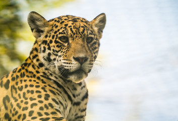 cheetah. big cheetah 