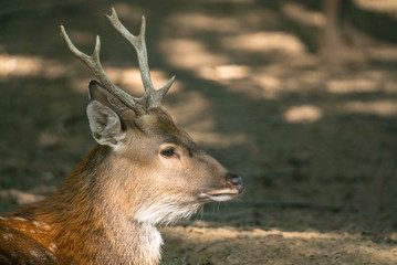 the deer in the forest is large 