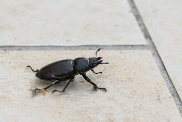 Big female stag beetle Lucanus cervus on terrace tiles.