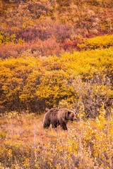 Wild Grizzly in Alaska