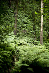 Obraz premium Forest in the Canary Islands with a spectacular light