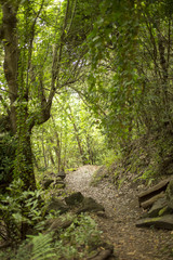 Forest in the Canary Islands with a spectacular light