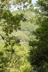 Fototapeta premium Forest in the Canary Islands with a spectacular light