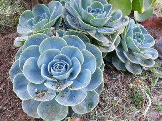 flowers in Haleakala Summit Maui Hawaii
