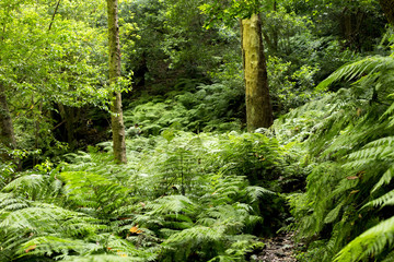 Forest in the Canary Islands with a spectacular light
