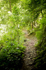 Forest in the Canary Islands with a spectacular light