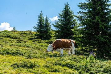 Fototapeta na wymiar braun weiße Kuh gemütlich grasend