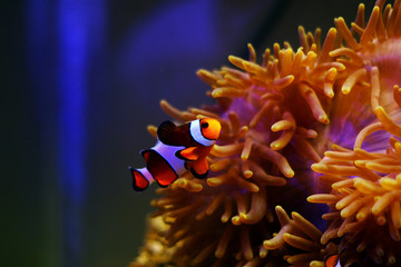Fototapeta na wymiar Clown Fish - The most popular saltwater fish in the world 