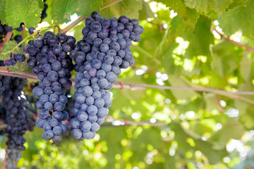 Blue grapes with green leaves background