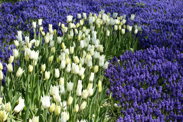 tulip and hyacinth garden