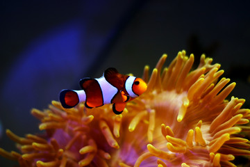 Clown Fish - The most popular saltwater fish in the world 