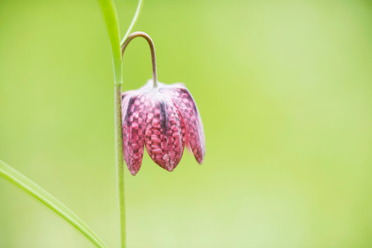 Close-up Of Chequered Lily With Blurred Green Background.