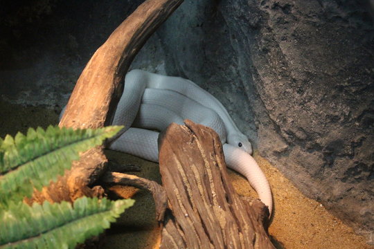 Albino Black Rat Snake