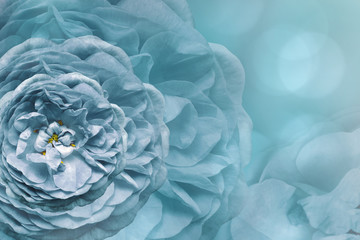 Floral blue beautiful background.  Flower composition. Greeting card from  white-blue roses on a   light  blue  background bokeh. Close-up. Nature.