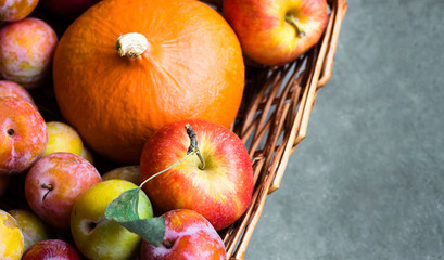 Colorful multicolored freshly picked plums red yellow green apples pumpkin in wicker basket on black grey stone background. Thanksgiving autumn fall harvest abundance concept. Poster with copy space