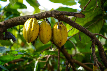 brazilian cocoa