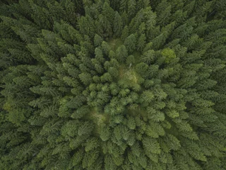 Fotobehang Aerial photo of a green spruce forest in late summer © Samo Trebizan