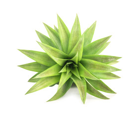 Pineapple, leaves, Directly Above,  on white background