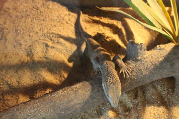 Savannah Monitor (Varanus exanthematicus)