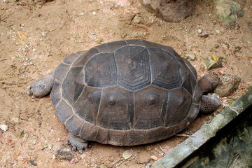 Aldabra Giant Tortoise (Geochelone gigantea)