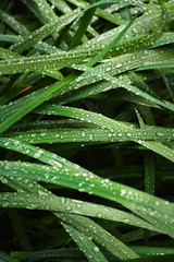 Closeup shot of drops of clear water covering green blades of fresh grass in garden