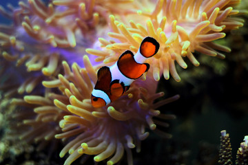 Naklejka na ściany i meble Clown Fish - The most popular saltwater fish in the world 