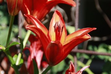rote lilie in der abendsonne © Simone