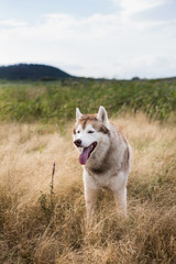 Portrait of free siberian husky dog with brown eyes sitting in the field at sunset
