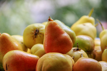 Naklejka na ściany i meble fresh ripe, juicy, red and yellow pears