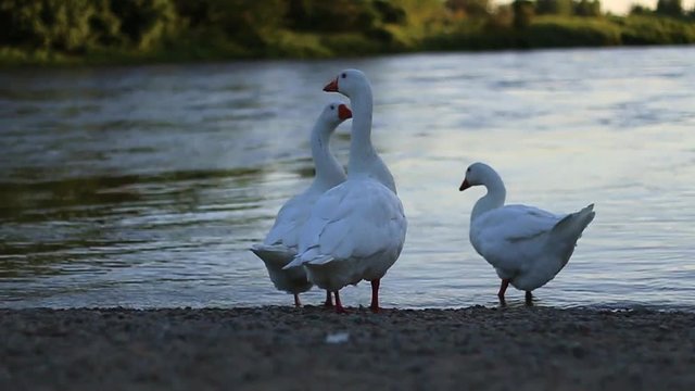 White Gosses on the River-side 2