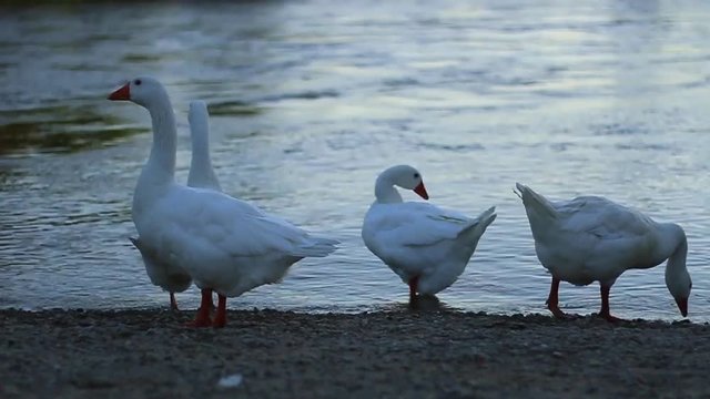 White Gosses on the River-side 1